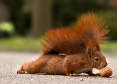 SQUIRREL (7 postcards): Animal postcard set with 7 different funny squirrel motifs from Edition Colibri