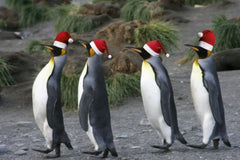 10 x  PINGUINE Weihnachtskarten