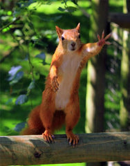 SQUIRREL (7 postcards): Animal postcard set with 7 different funny squirrel motifs from Edition Colibri