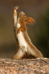 SQUIRREL (7 postcards): Animal postcard set with 7 different funny squirrel motifs from Edition Colibri