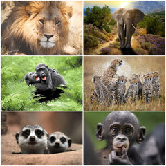 Edition Colibri 24 ANIMALS FROM AFRICA postcard set (24 different animal postcards) for collectors or postcrossing