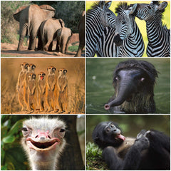 Edition Colibri 24 ANIMALS FROM AFRICA postcard set (24 different animal postcards) for collectors or postcrossing