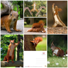 SQUIRREL (7 postcards): Animal postcard set with 7 different funny squirrel motifs from Edition Colibri