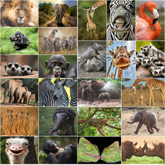 Edition Colibri 24 ANIMALS FROM AFRICA postcard set (24 different animal postcards) for collectors or postcrossing